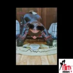 flirtystickers_comvideo_52@14-03-2025_09-00-58_sticker